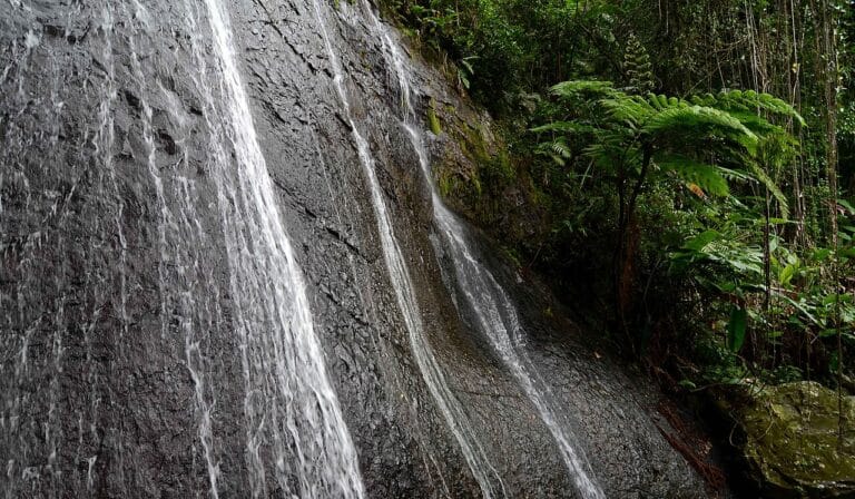La Coca Falls tumbling over dark rock beside tree ferns in El Yunque National Forest, Puerto Rico